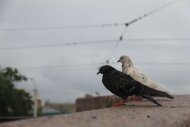 Клип "Люблю тебя". СПб